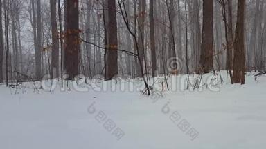 森林景观在冬季雪风暴与相机潘。 美丽的树林里的<strong>雪天</strong>气，地面上下着<strong>大</strong>雪